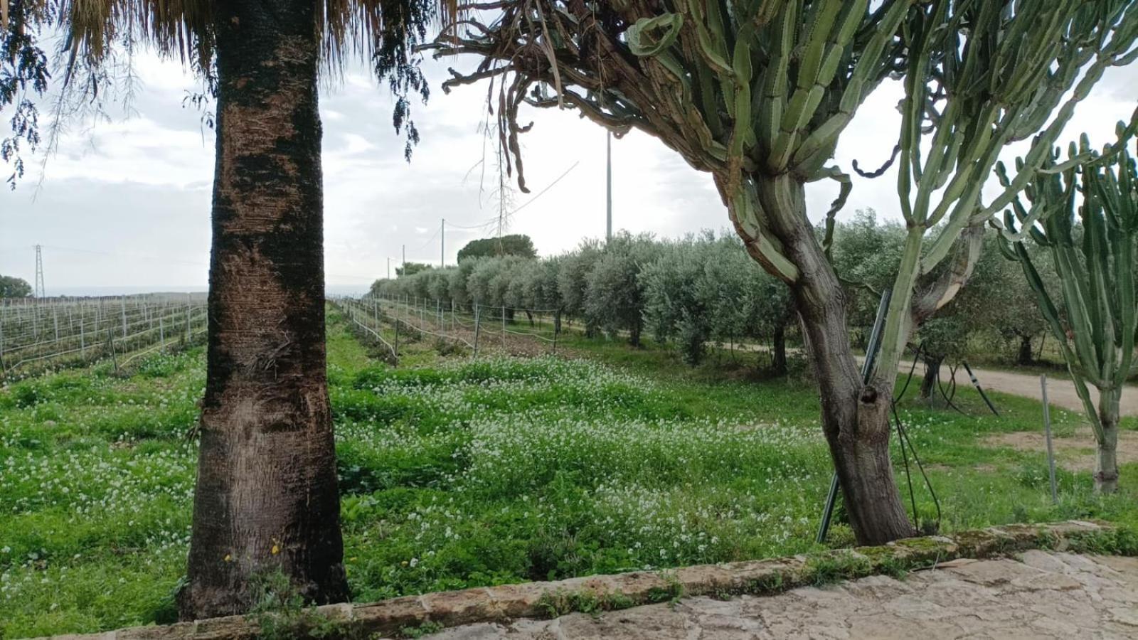Casa Bouganville Villetta Tra Le Vigne E Il Mare Menfi Extérieur photo