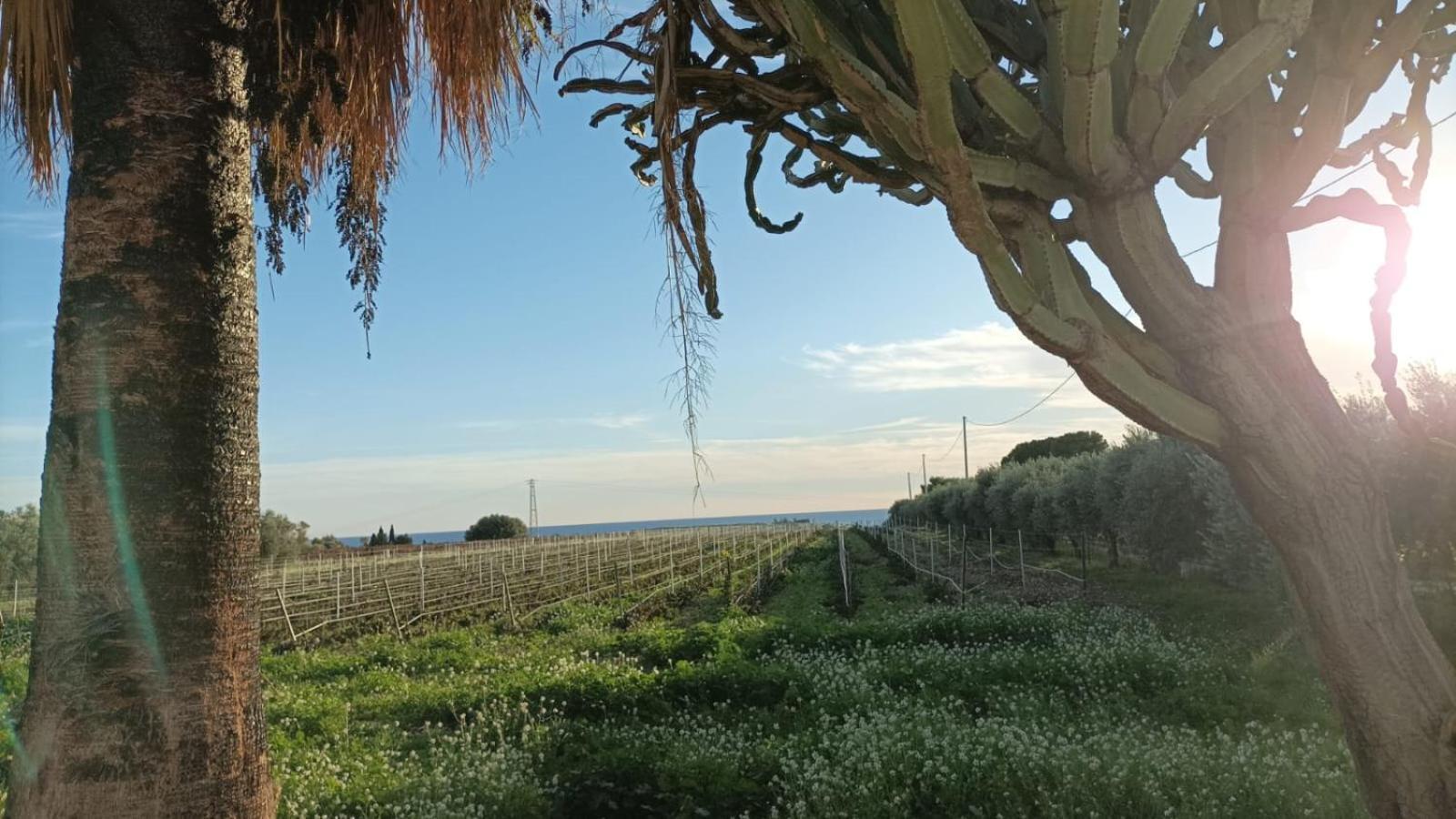 Casa Bouganville Villetta Tra Le Vigne E Il Mare Menfi Extérieur photo